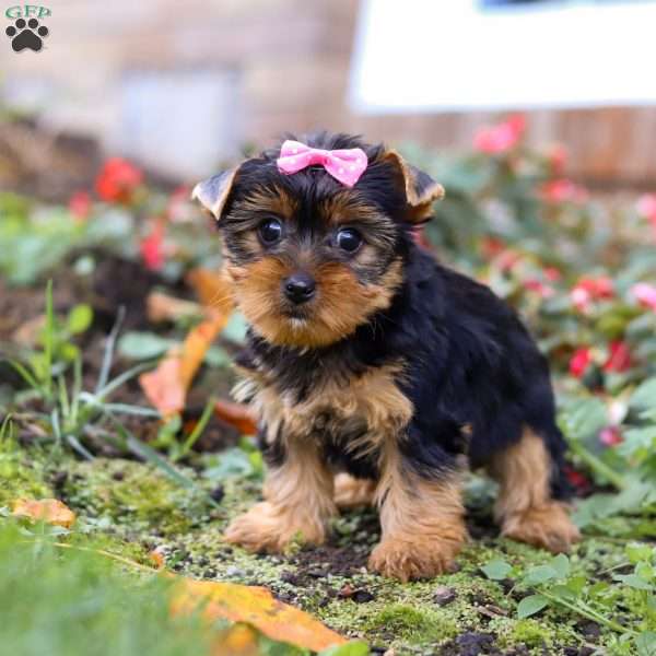 Mia, Yorkie Puppy